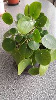 Pilea, die herrliche Zimmerpflanze