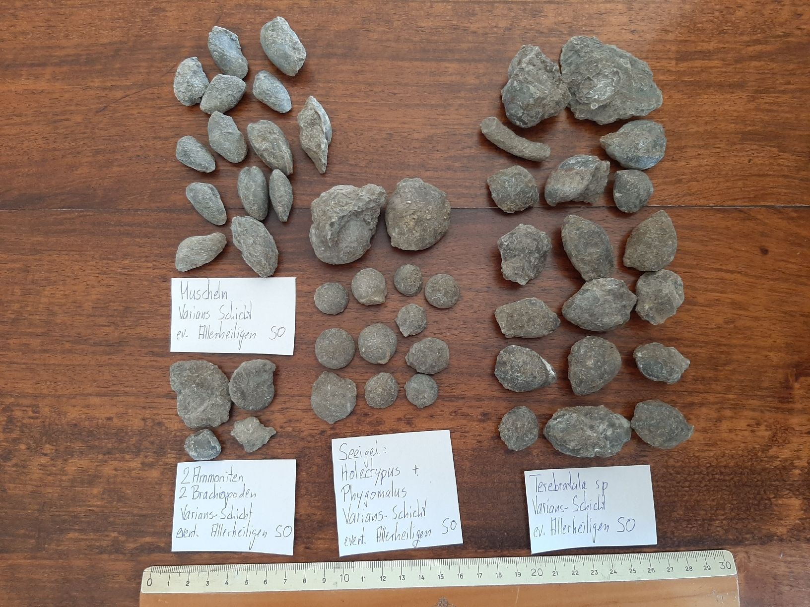 Fossili: Verschiedene Fossilien Schweiz – Usato da Rickenbach BL venduto da Oktober68