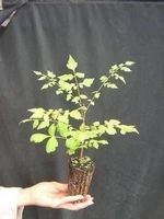 Savonnier  PLANT DE 15-20cm