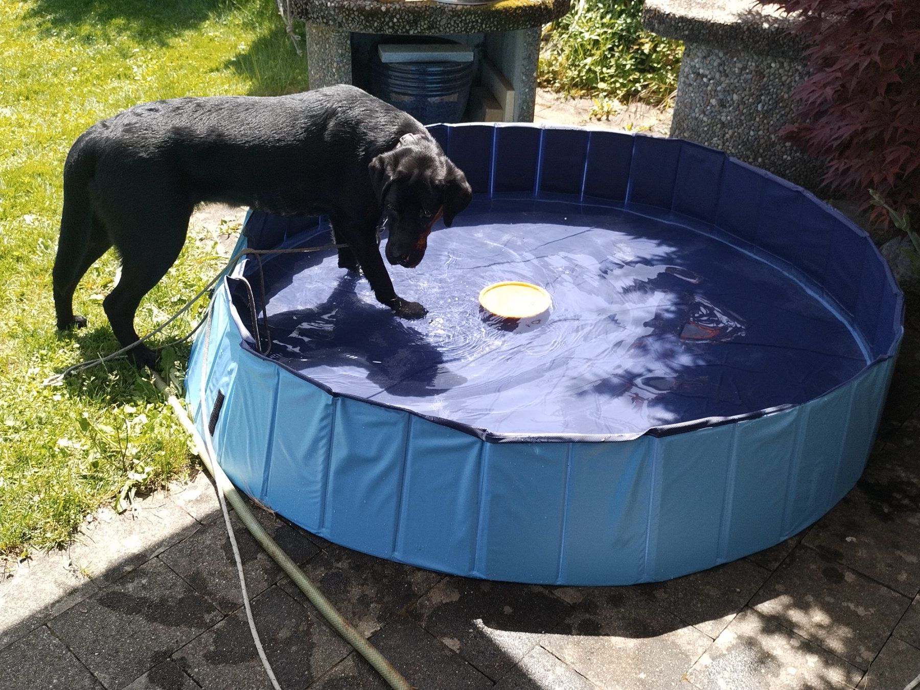 Piscine: Hundebassin – Usato da Hettlingen venduto da Sylvia24 1