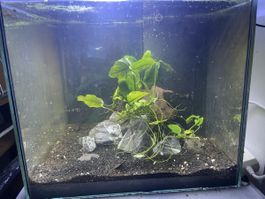 Aquarium Würfel ca. 45x45x42cm betriebsbereit