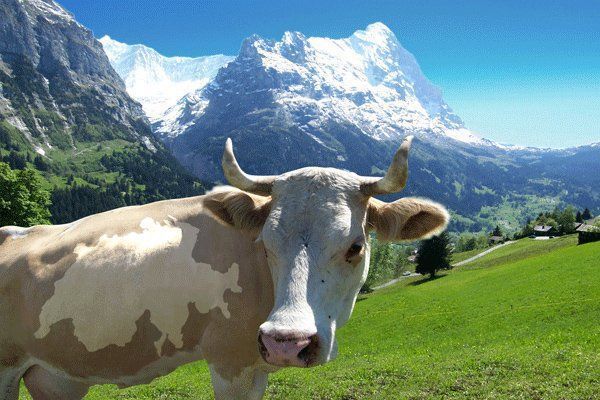 Cartoline postali: Postkarte schweizer kuh – Nuovo e nell'imballaggio originale da grindelwald venduto da das_nnh6