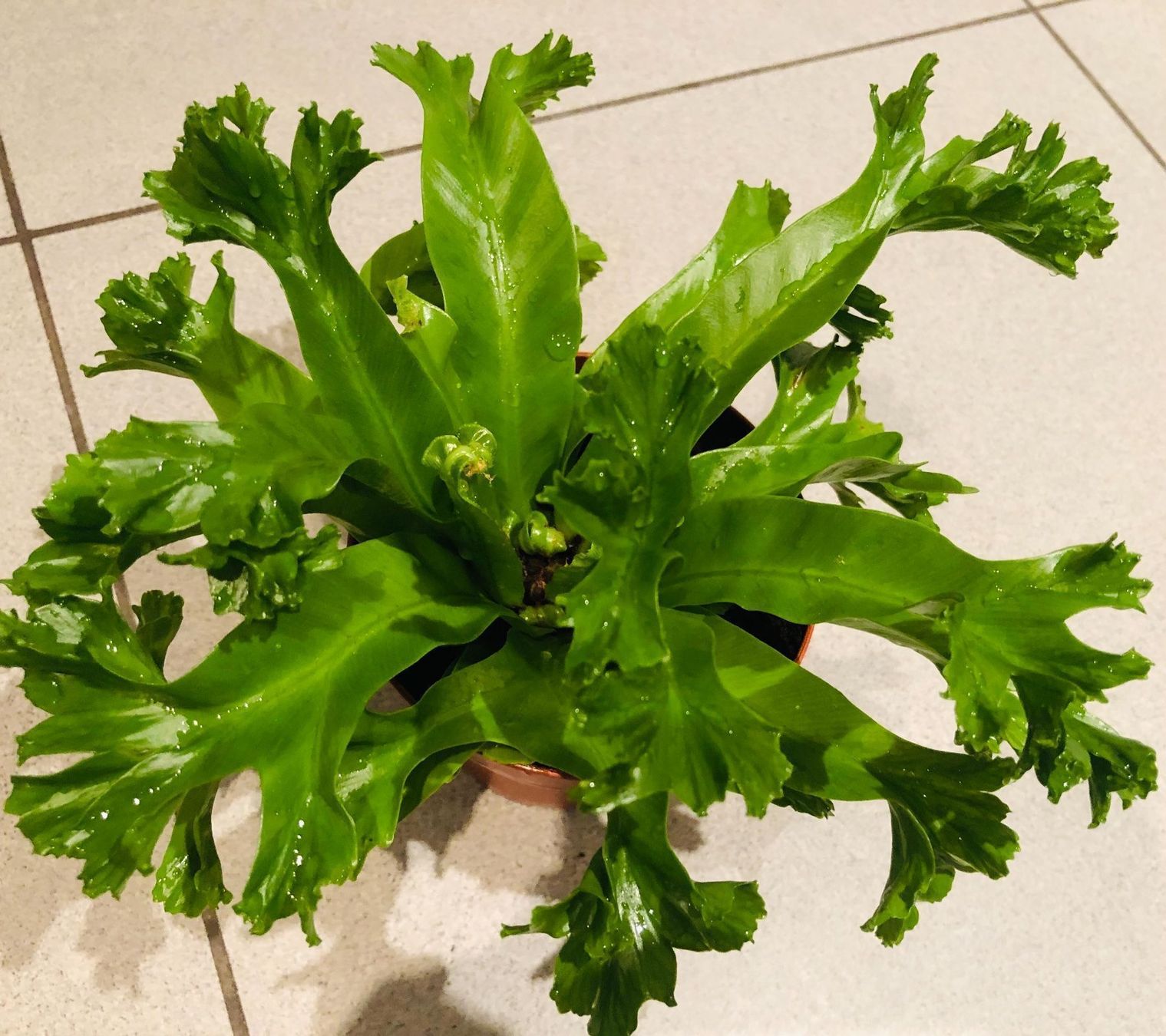 Pflanzen & Samen: Nestfarn “ASPLENIUM NIDUS” 20 cm Zimmer – Neu und originalverpackt aus Rovio von POSITIFFARTandPLANTS 1