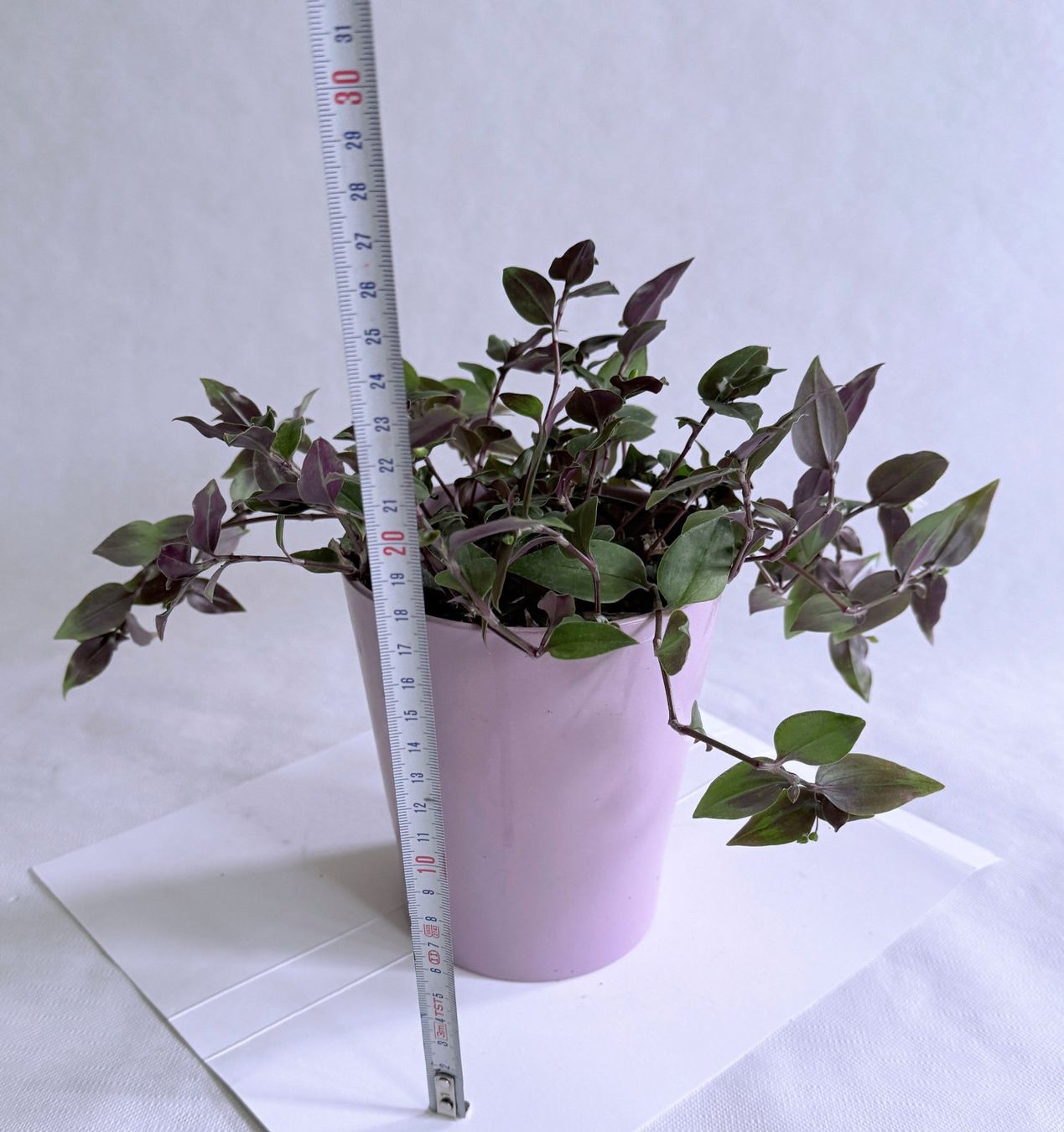 Piante & sementi: Tradescantia*Green Hill***** – Nuovo (secondo la descrizione) da Dübendorf venduto da Orchid18 3
