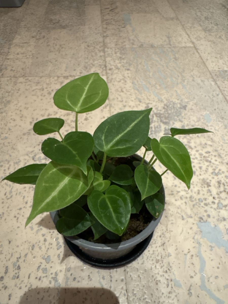 Piante & sementi: Anthurium Hybrid – Usato da Niederbüren venduto da Monde09 1