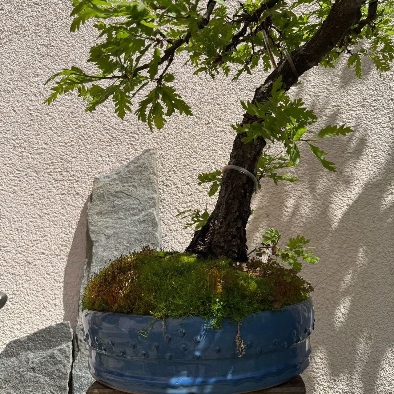 Piante & sementi: Ziereiche Bonsai – Usato da Rümlang venduto da Gruseh.ch 2