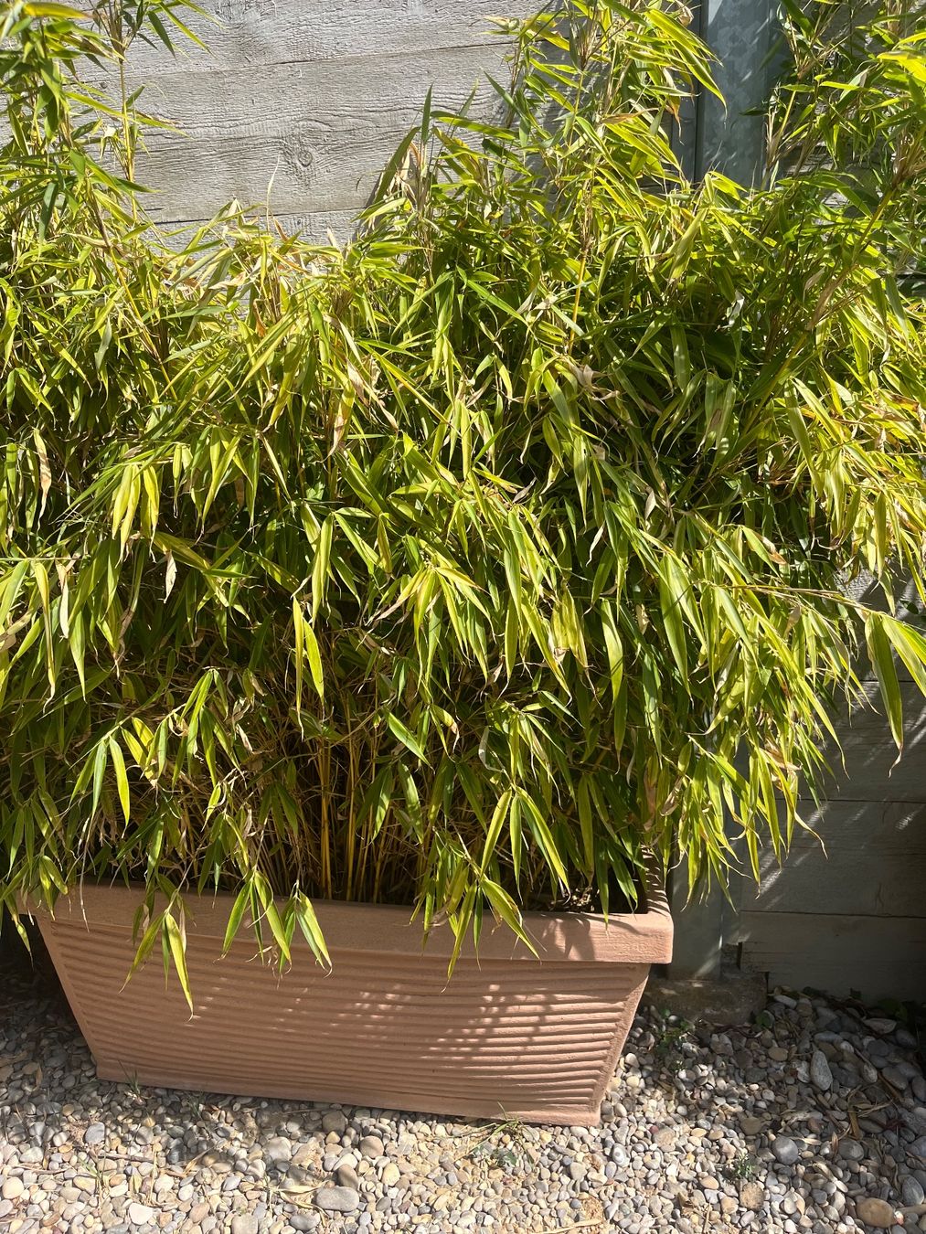 Plantes & graines: Pflanzkasten mit Bambus 100cm breit – D'occasion à Schaffhausen par juf_98r9 3