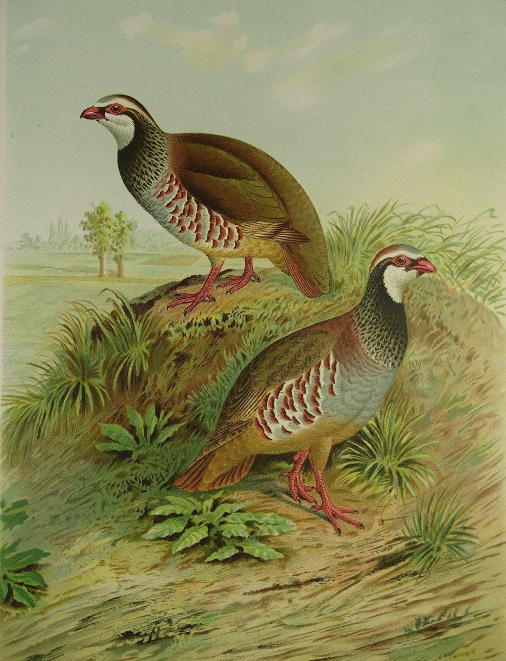 Grafica & Litografie: ROTHUHN, CHROMOLITHOGRAPHIE UM 1900 – Usato da Grüningen venduto da Kartensammler 2