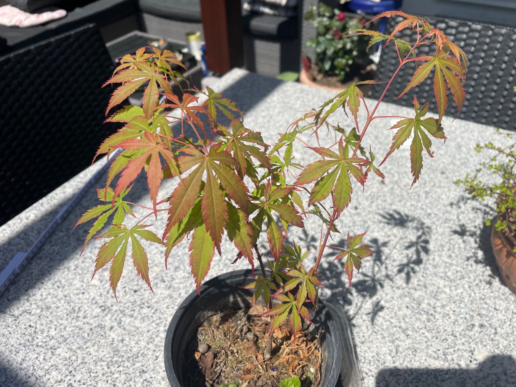 Piante & sementi: Acer Palmatum - Fächer-Ahorn – Nuovo (secondo la descrizione) da Buchs AG venduto da fischli610 5