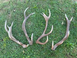 Hirsch Geweih 🦌 # 4er Set Hirschhorn Jagd Stange Dekoration