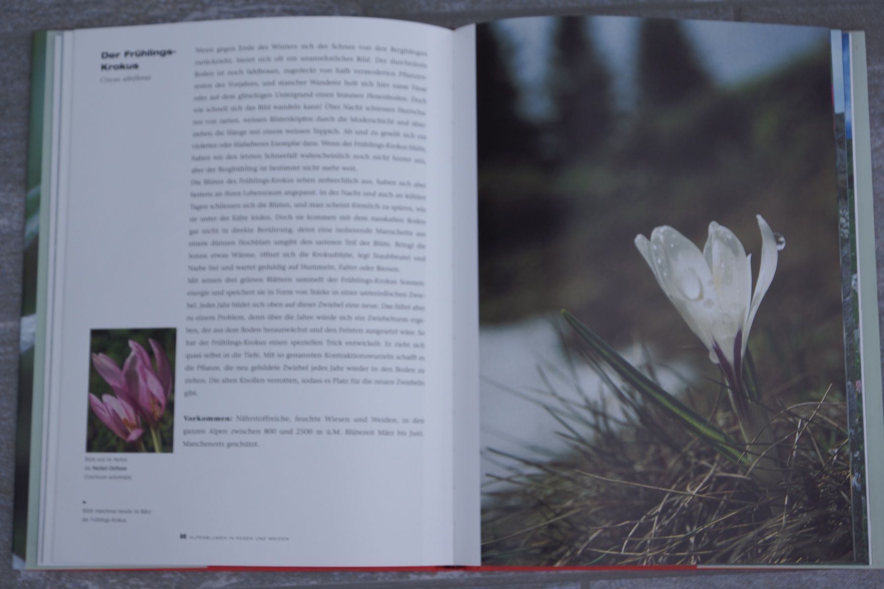 Libri: Die schönsten Alpenblumen – Nuovo (secondo la descrizione) da Obstalden venduto da Porco13 4