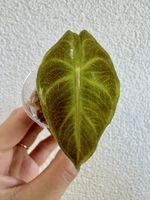 Alocasia Pink Dragon / Morocco – young plant 💕🌿