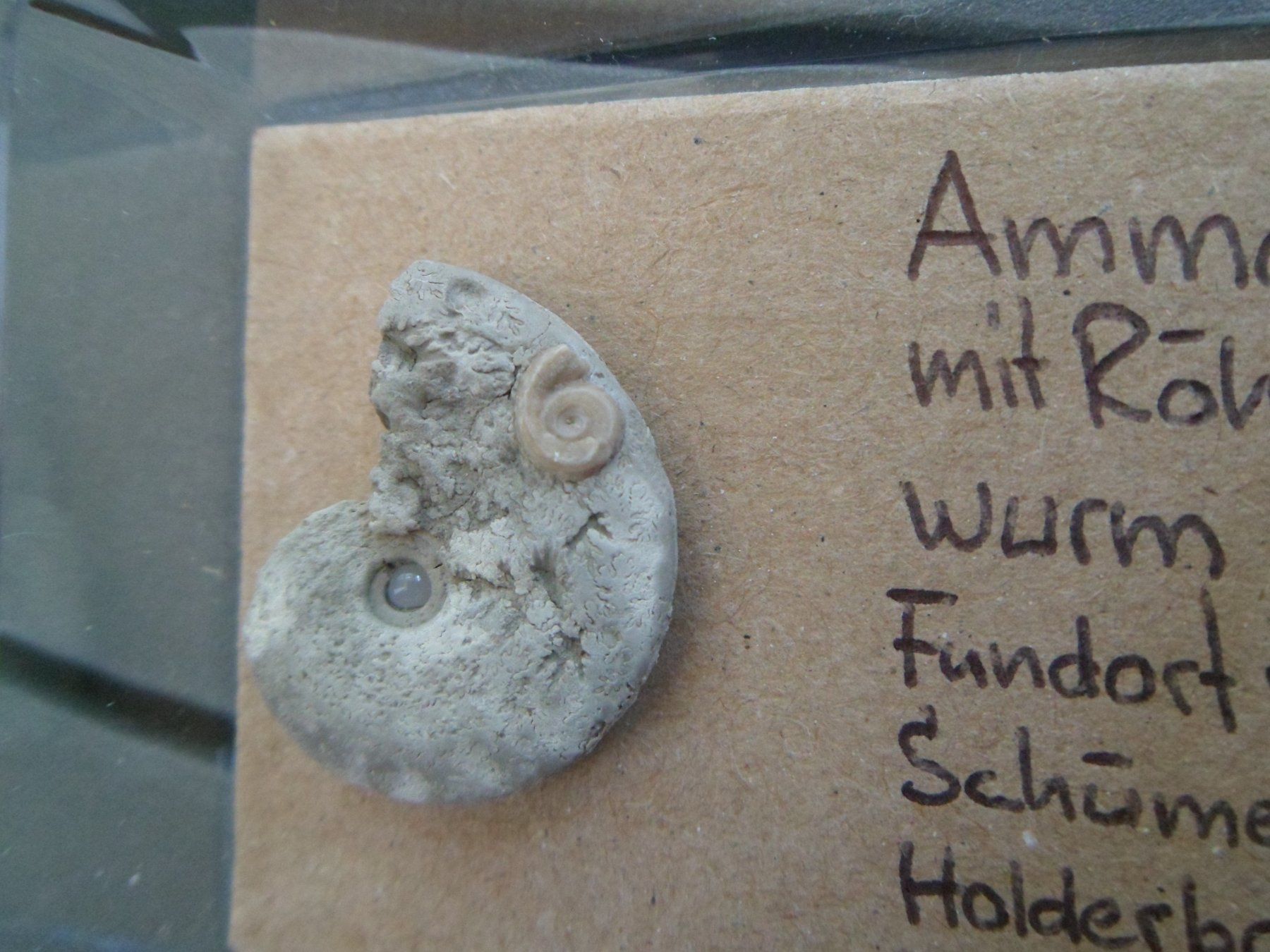 Fossilien: Fossil Schweiz – Gebraucht aus Affoltern am Albis von Fossil60 4