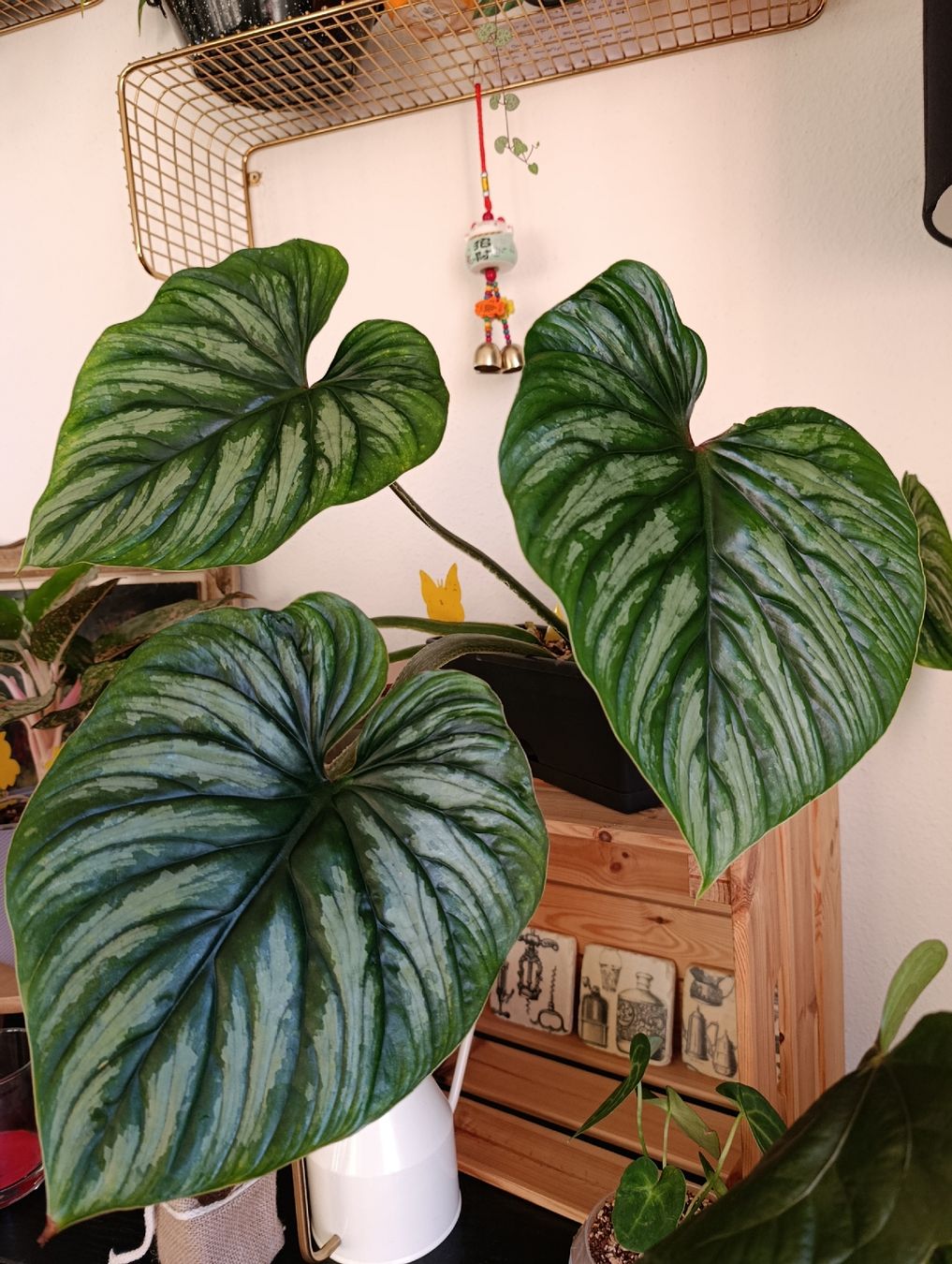 Piante & sementi: Philodendron Plowmanii Babypflanze  – Nuovo (secondo la descrizione) da Baar venduto da L.isa28 3
