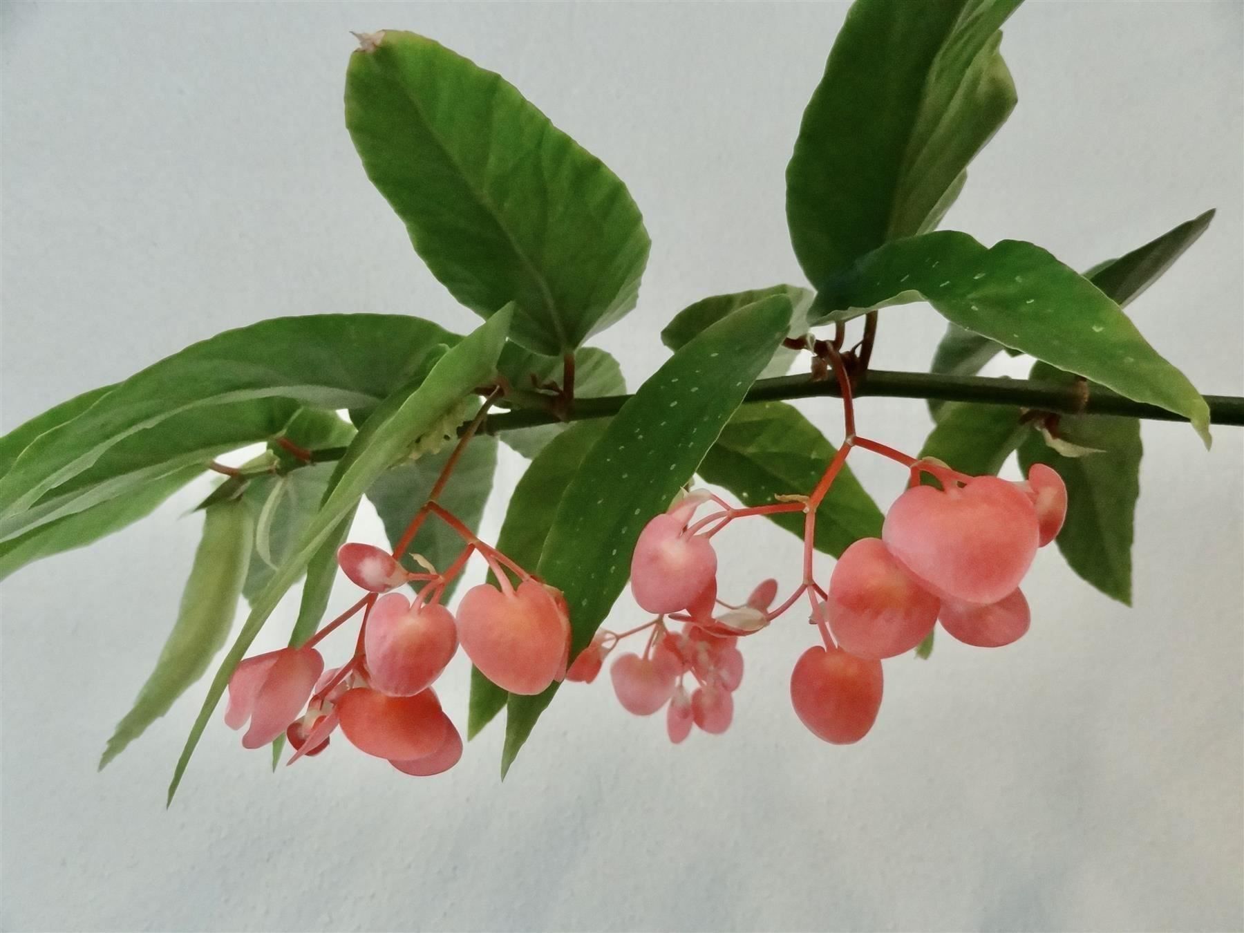 Bambus-Begonie Begonia Tamaya maculata (Neu und originalverpackt) in  Kerzers fr CHF 15  nur Abholung auf Ricardo kaufen