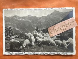 1925 Schafherde auf Crap la Pala