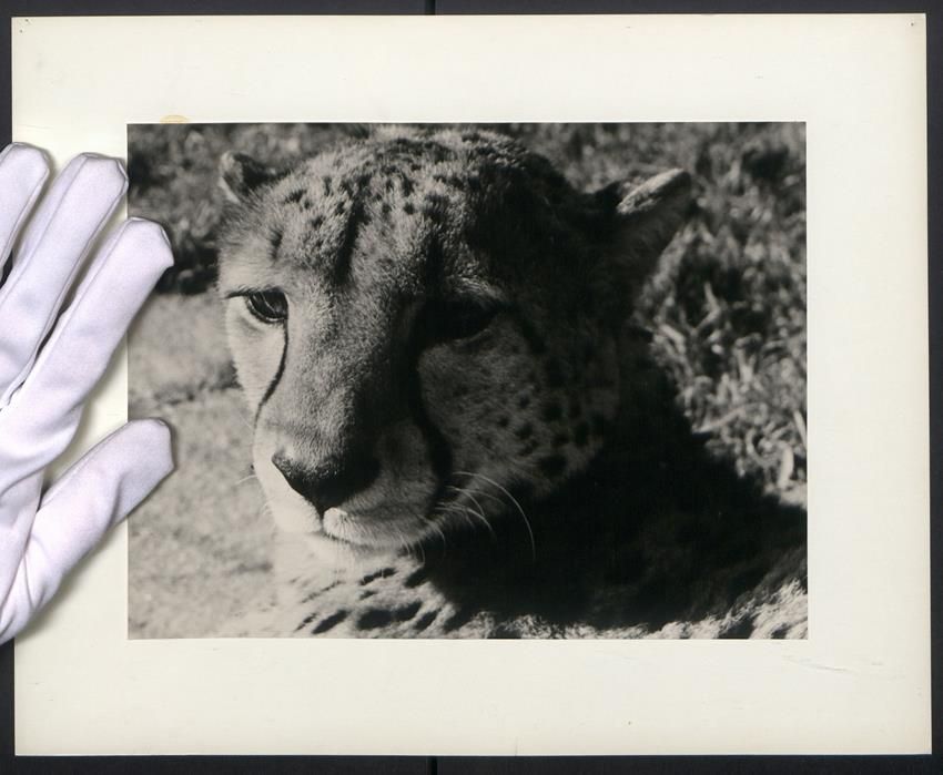 Fotografie &  Plakate: Fotografie Raubkatze Gepard – Gebraucht aus Berlin von bartko-reher
