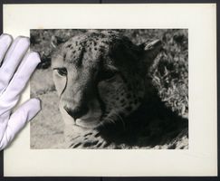 Fotografie Raubkatze Gepard