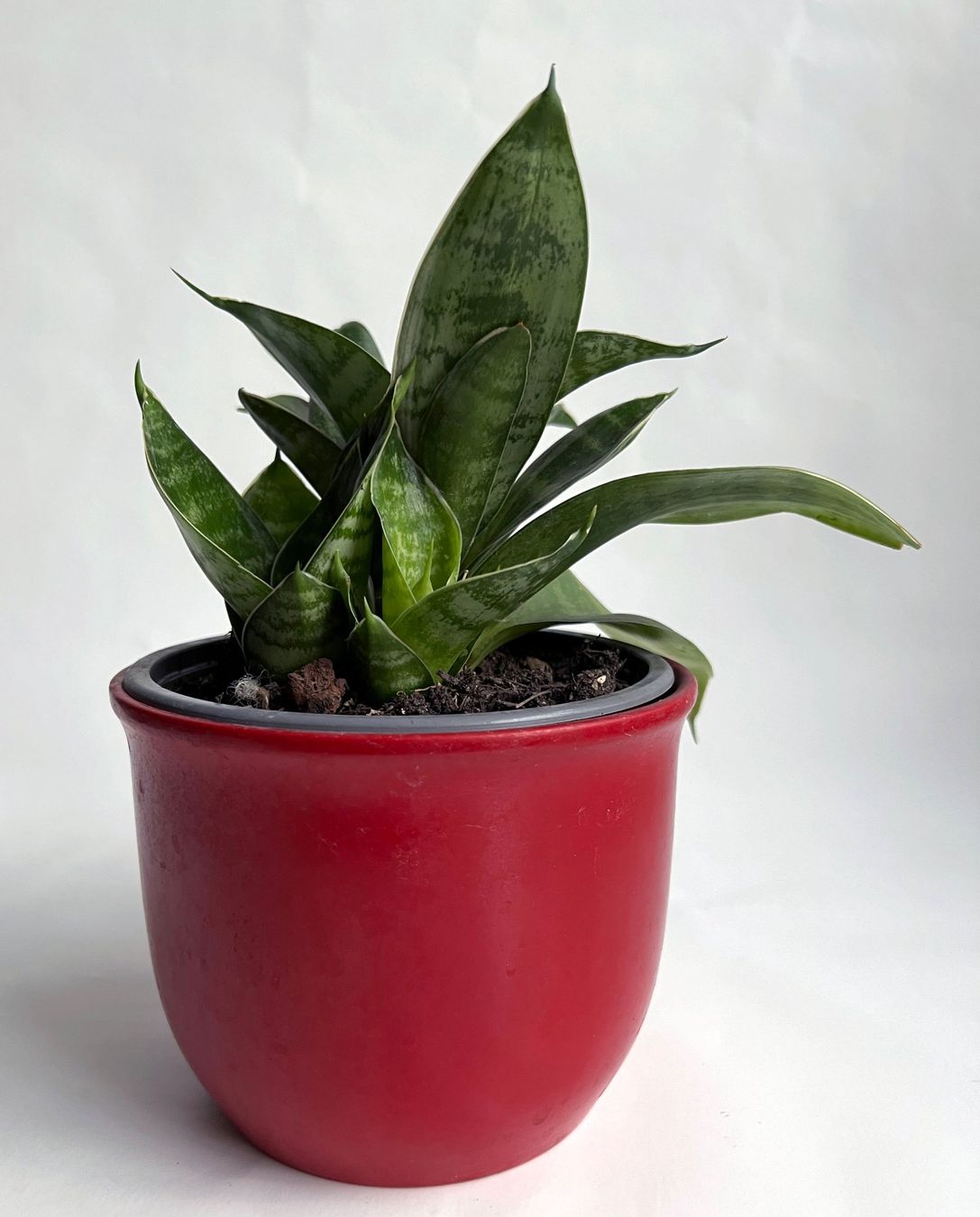 Pflanzen & Samen: Sansevieria***** – Neu (gemäss Beschreibung) aus Dübendorf von Orchid18 2