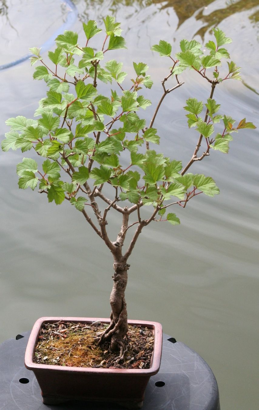 Piante & sementi: BONSAI  -  Gemeiner Schneeball – Usato da Gretzenbach venduto da Sikim 1