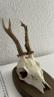Dekorativer Rehbock-Schädel auf Holzbrett