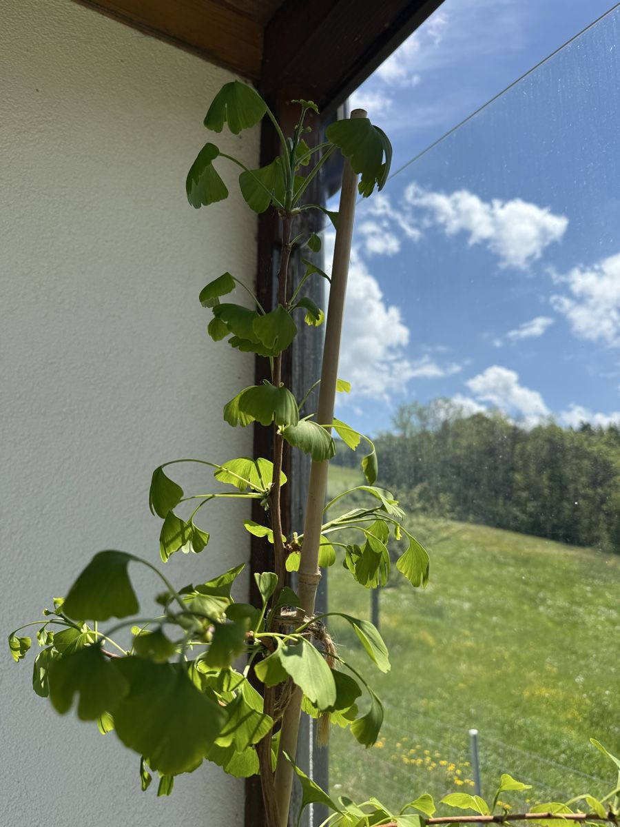Pflanzen & Samen: Ginkgo komplett mit Topf – Gebraucht aus Rehetobel von bodystyl 1