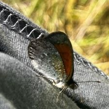 Profile image of Bunzlischwiizer