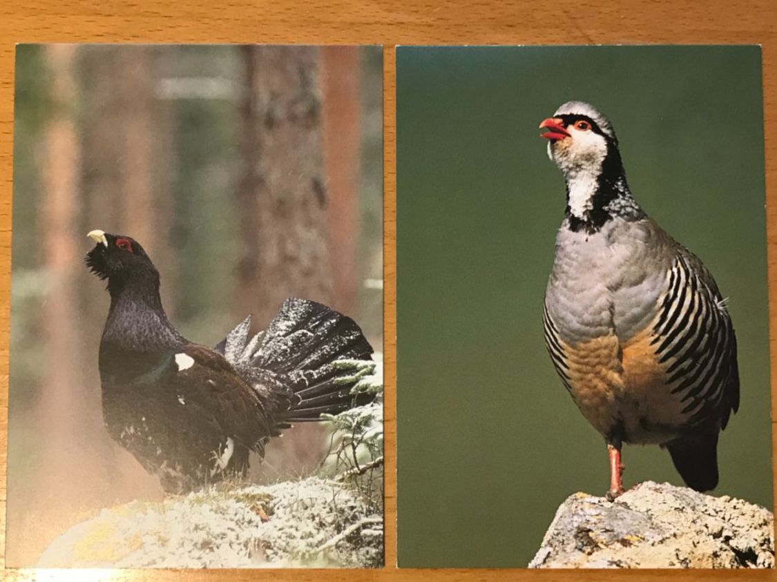 Cartoline postali: 2x Postkarten Vögel Auerhuhn Steinhuhn – Usato da Luzern venduto da mey_s13
