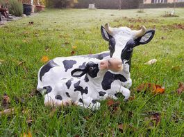 Vache avec son veau en résine  ht. 30 cm