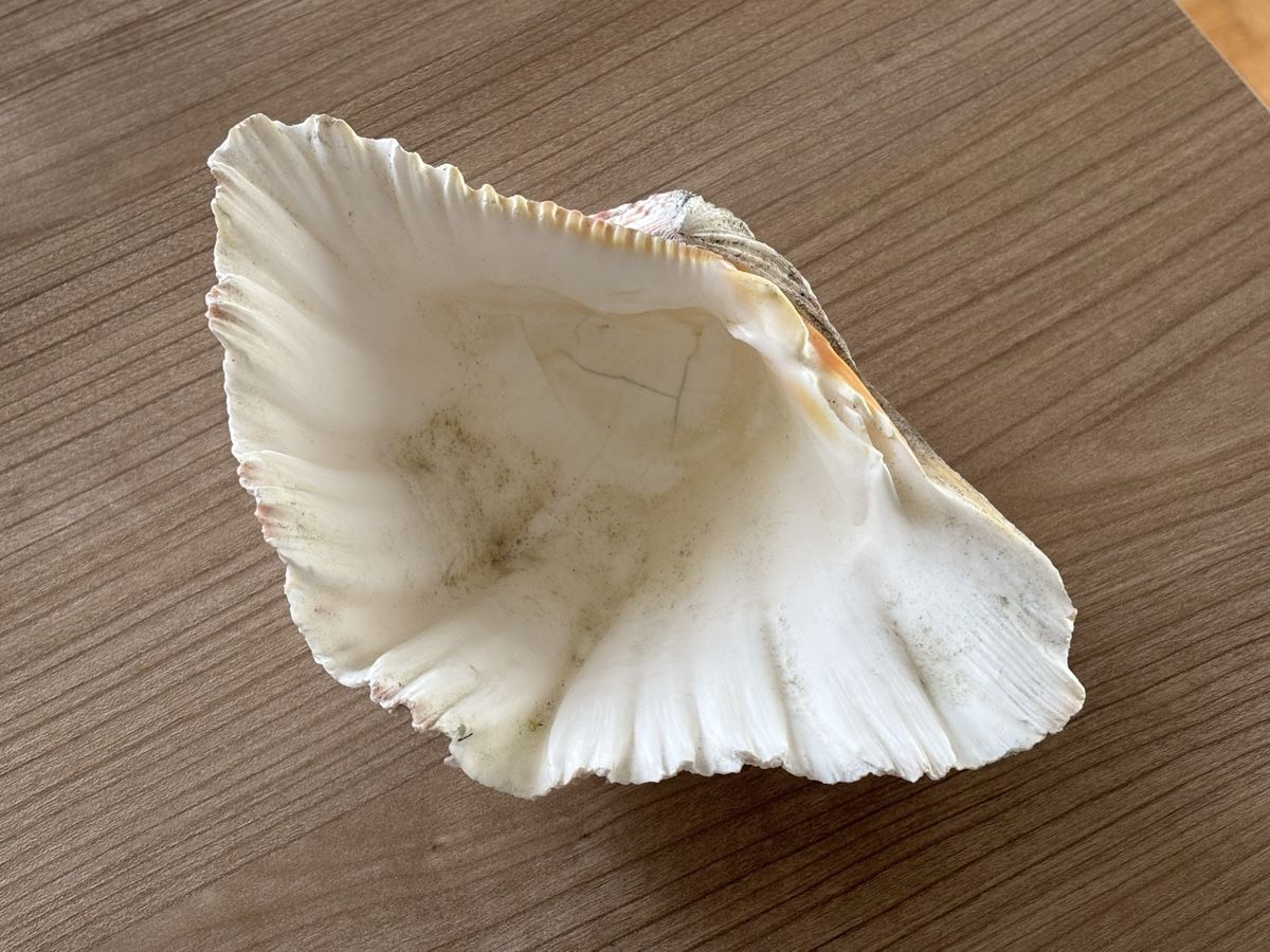 Fossilien: Grosse Muschel - 19,5cm - Windlicht – Gebraucht aus Jona von Sid100 6