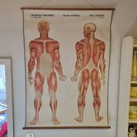 Anatomietafel Lehrtafel Dr. A. Wander Bern Vintage Muskeln