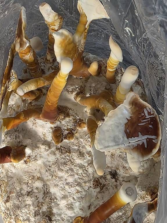 Materiale per modellare: Reishi ? Ganoderma lucidum (Lingzhi)  – Usato da Bavois venduto da red_r2tm 3