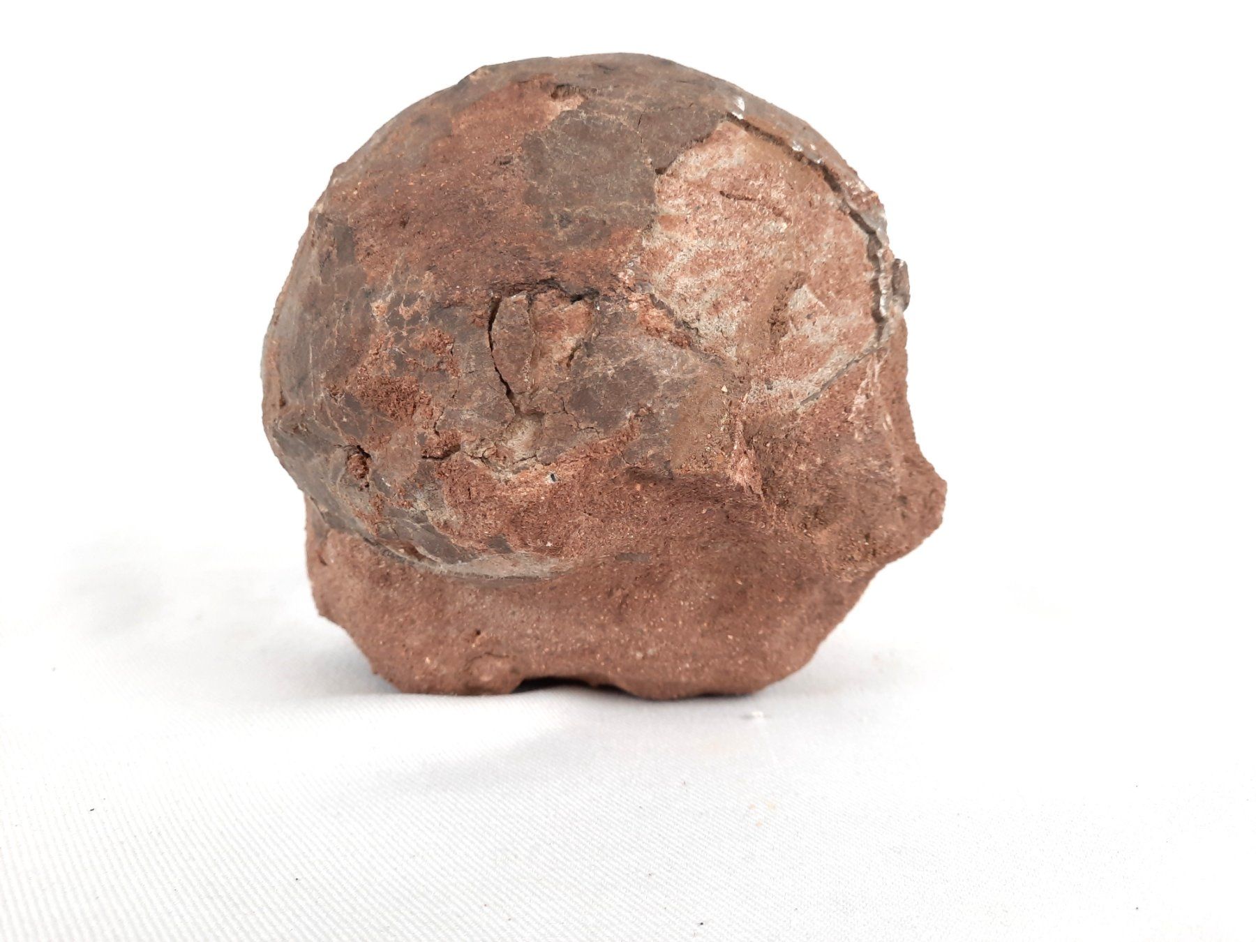 Fossili: Dinosaurier Ei versteinert – Usato da Beinwil am See venduto da Restwert_Beinwil