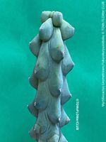 Myrtillocactus Fukurokuryuzinboku - wie eine Kunst-Skulptur