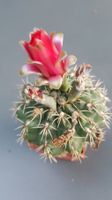 1 Kaktus Gymnocalycium Baldianum hybr. Blüte rot