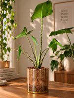 Zimmerpflanze Alocasia Zebrina🌿✨