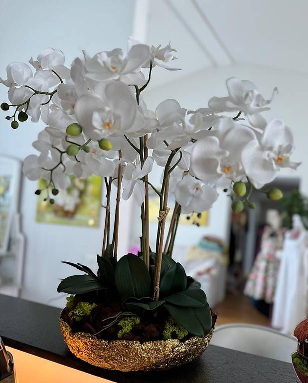 Piante & sementi: Orchideen weiss – Usato da Luzern venduto da Brokiland 1