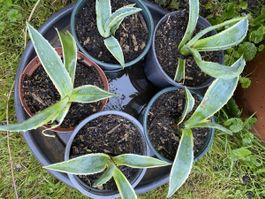Agave  Preis ist für 1 Stück - Sie wählen vor Ort!