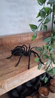 Halloween Black Spider Decoration - Scary