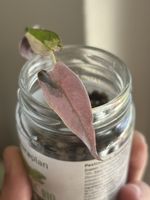 Baby Alocasia Bambino Pink Variegata
