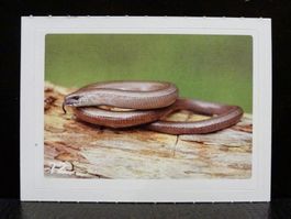 MIGROS MANIA Nature Detectives Nr. 72