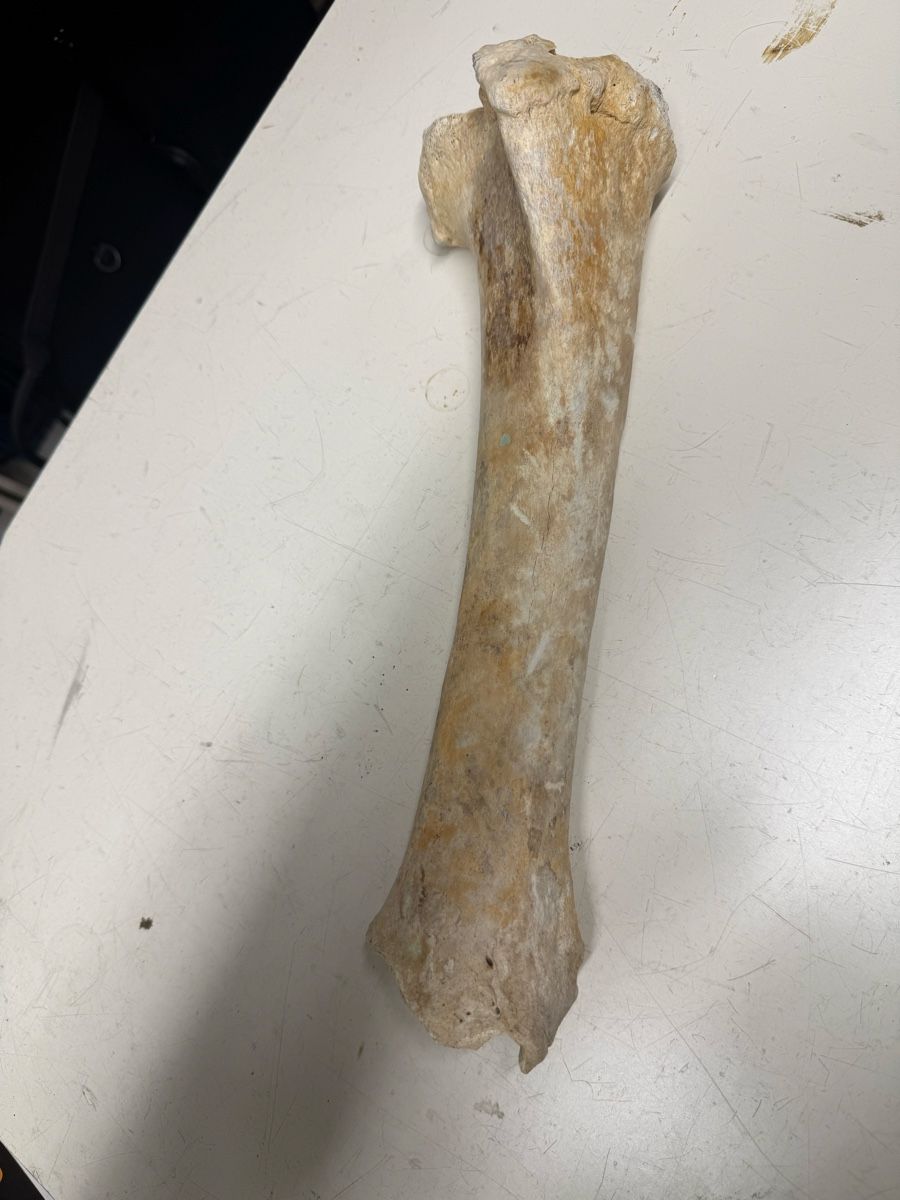 Fossili: Knochen  – Usato da Burgdorf venduto da kla_r5tf
