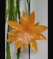 Epiphyllum „Ucayali Gold“ Blattkaktus Epicactus