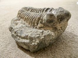 Trilobit XXL Fossil Versteinerung Meerestier ausgestorben