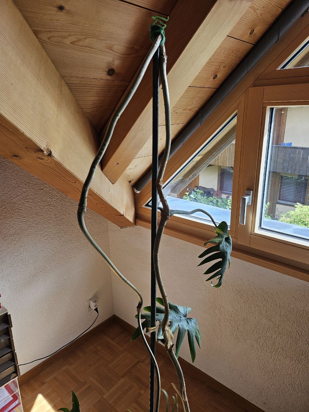 Piante & sementi: Philodendron pedatum XXL ca. 2.5 m  Eichenblatt Philodendron – Usato da Vinelz venduto da sonnenmond77 9