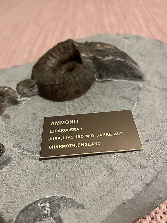 Fossili: Fossilplatte mit 4 Ammoniten, 180 Mio. Jahre – Usato da Chur venduto da sonicservice