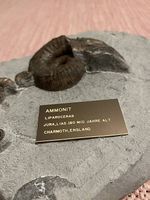 Fossilplatte mit 4 Ammoniten, 180 Mio. Jahre