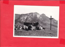 Bergfrieden im Alpstein. Hoher Kasten-Kamor-Kühe