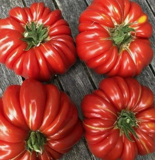 Piante & sementi: TOMATE Costoluto di Parma / 5 Samen – Nuovo (secondo la descrizione) da Hinteregg venduto da ERFOLG78 1