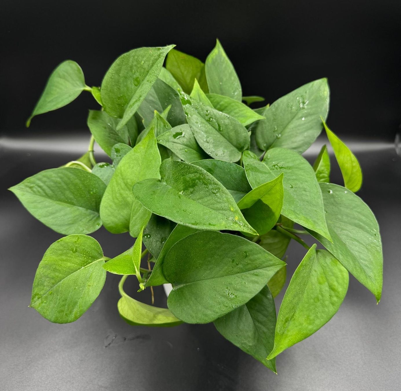 Pflanzen & Samen: Epipremnum aureum 'Jade' in Semihydro – Neu (gemäss Beschreibung) aus Bühler von googelibear
